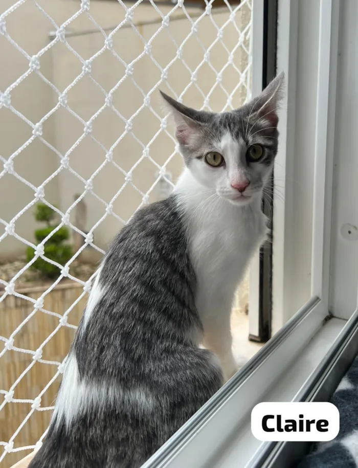 Gato raça SRD-ViraLata idade 2 a 6 meses nome Donna & Claire