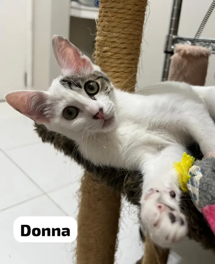 Gato raça SRD-ViraLata idade 2 a 6 meses nome Donna & Claire