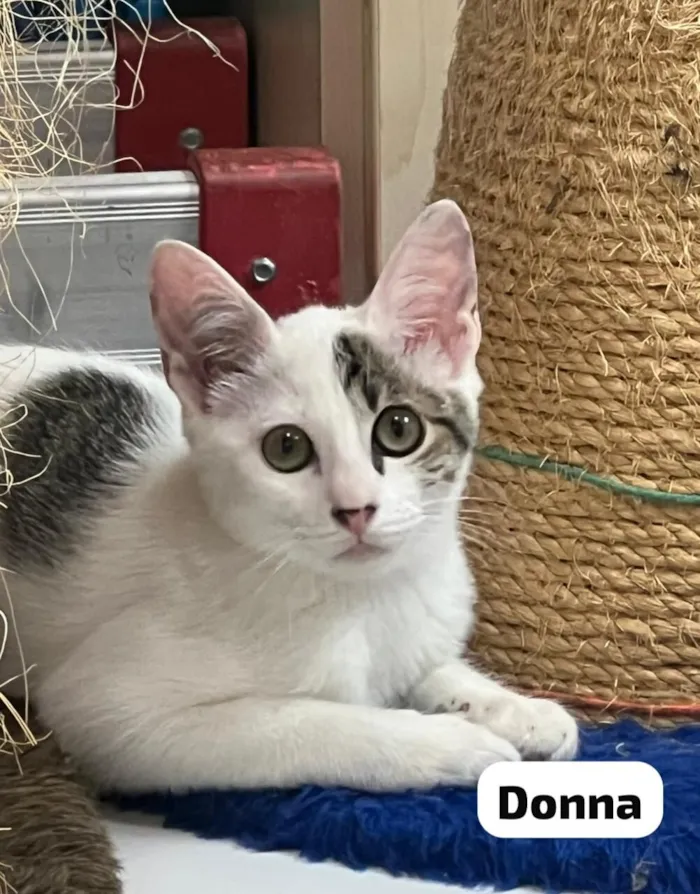 Gato raça SRD-ViraLata idade 2 a 6 meses nome Donna & Claire