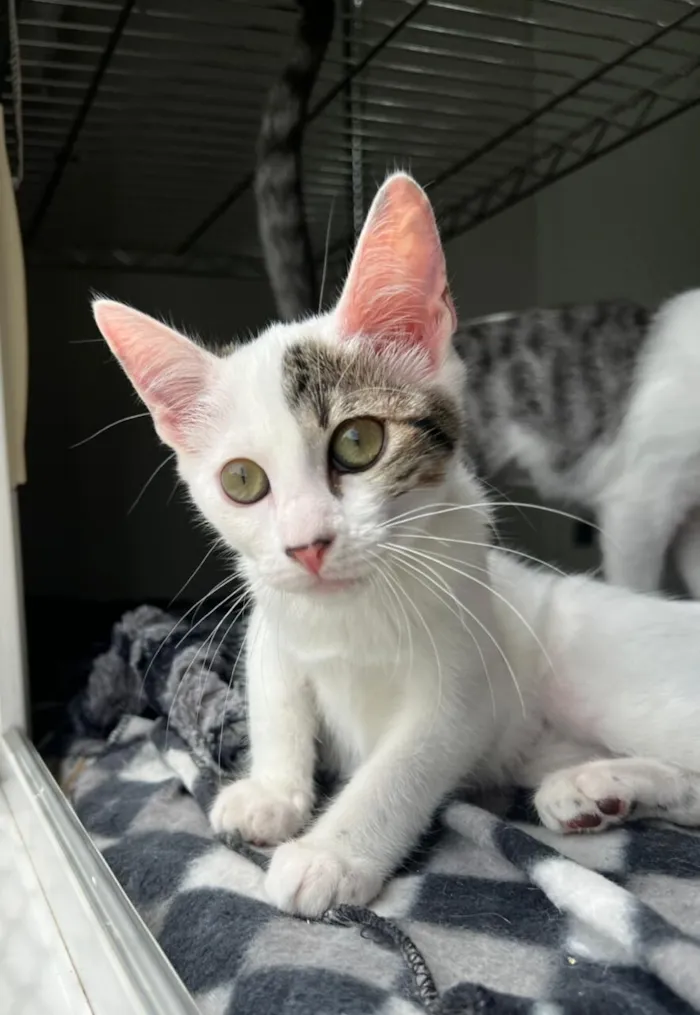 Gato raça SRD-ViraLata idade 2 a 6 meses nome Donna & Claire