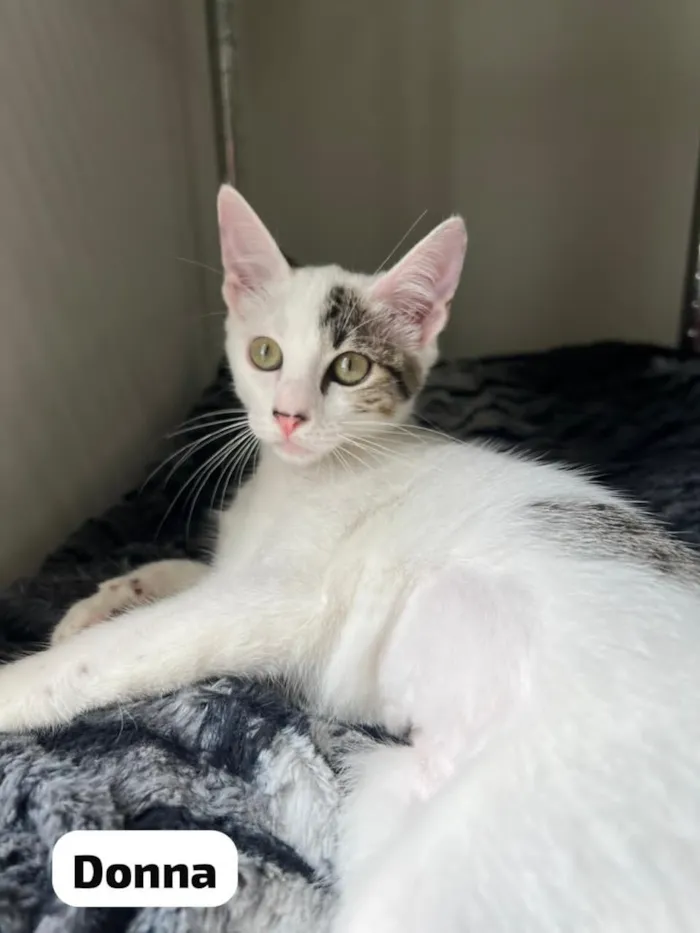 Gato raça SRD-ViraLata idade 2 a 6 meses nome Donna & Claire