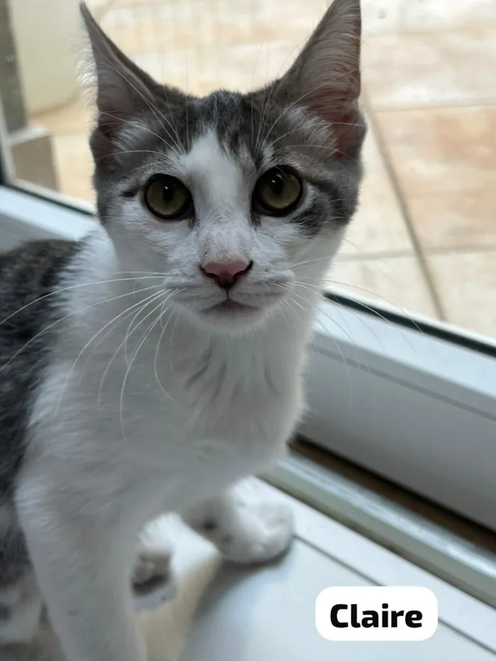 Gato raça SRD-ViraLata idade 2 a 6 meses nome Donna & Claire