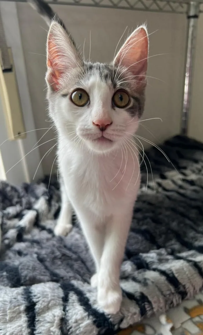 Gato raça SRD-ViraLata idade 2 a 6 meses nome Donna & Claire