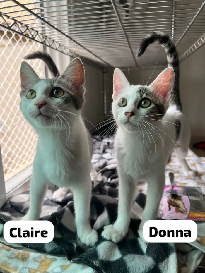 Gato raça SRD-ViraLata idade 2 a 6 meses nome Donna & Claire