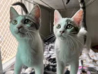 Gato raça SRD-ViraLata idade 2 a 6 meses nome Donna & Claire