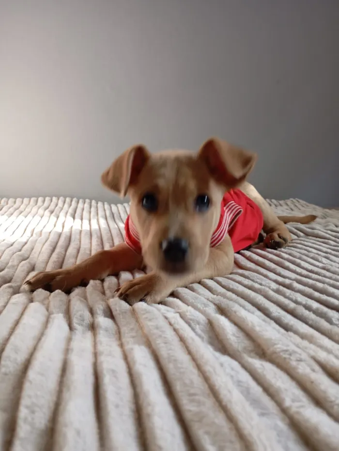 Cachorro raça SRD-ViraLata idade 2 a 6 meses nome Caramela peludinha