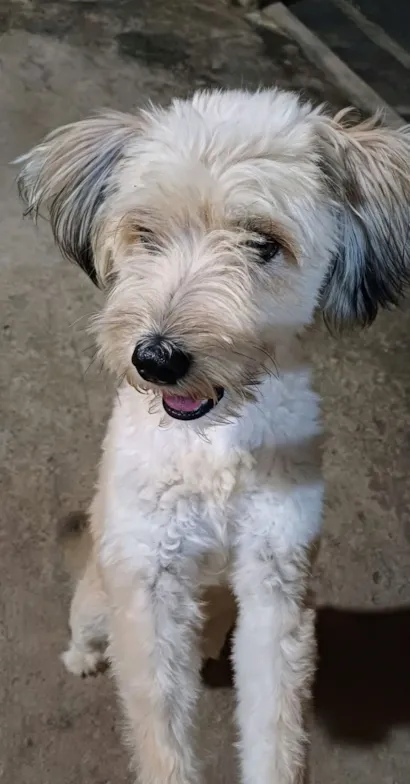 Cachorro raça SRD-ViraLata idade 3 anos nome Bruce