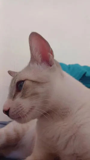 Gato raça SRD-ViraLata idade 7 a 11 meses nome Neném