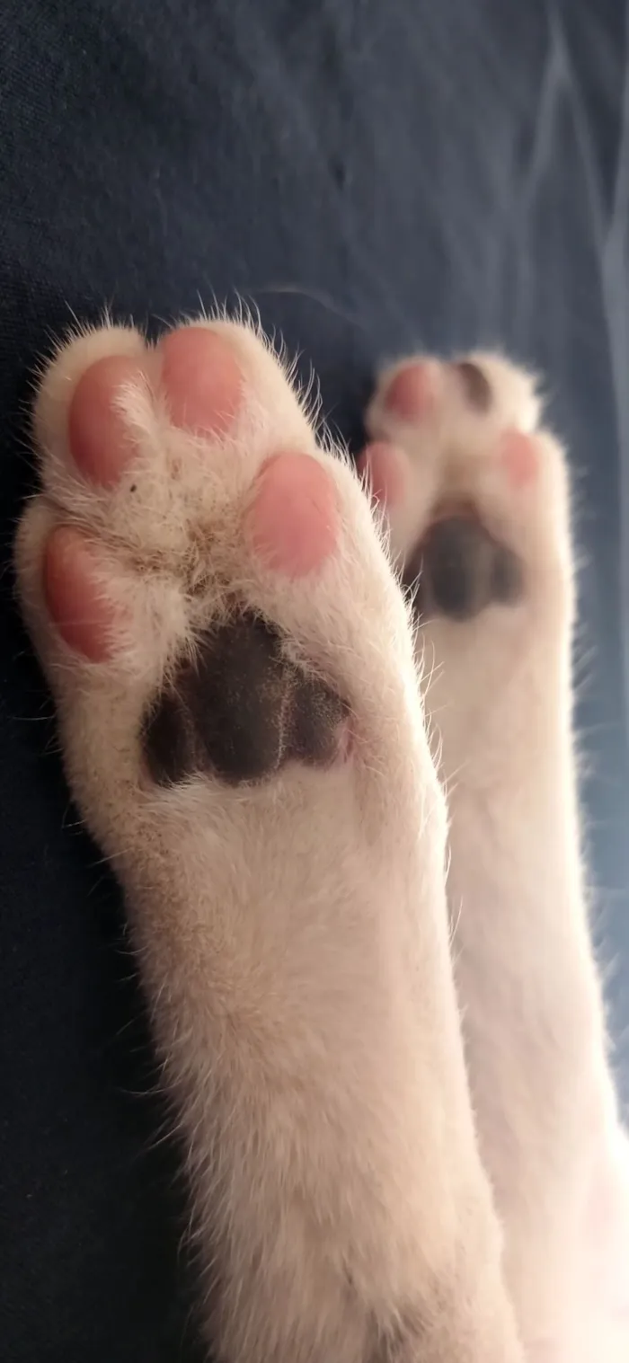 Gato raça SRD-ViraLata idade 7 a 11 meses nome Neném