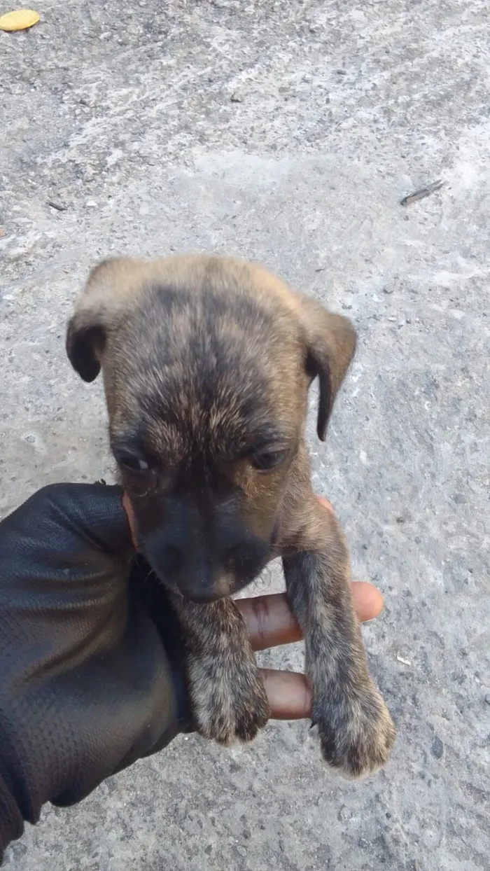 Cachorro raça SRD-ViraLata idade Abaixo de 2 meses nome Amiguinha