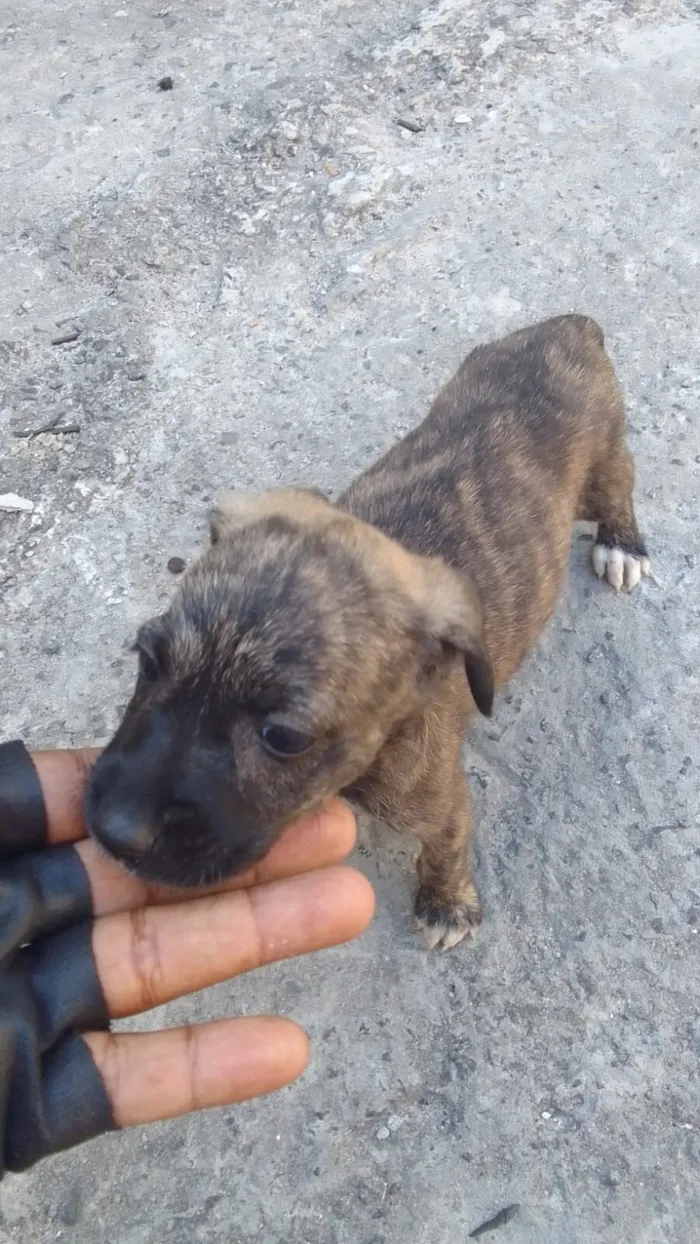 Cachorro raça SRD-ViraLata idade Abaixo de 2 meses nome Amiguinha