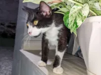 Gato raça SRD-ViraLata idade 7 a 11 meses nome Zé e Mia