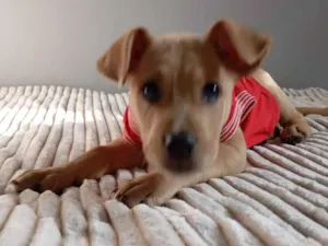 Cachorro raça SRD-ViraLata idade 2 a 6 meses nome Caramela peludinha