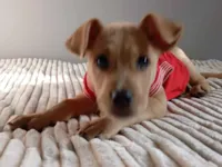 Cachorro raça SRD-ViraLata idade 2 a 6 meses nome Caramela peludinha