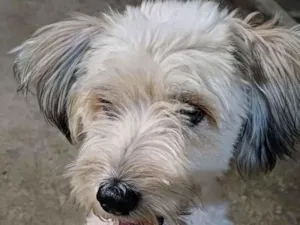 Cachorro raça SRD-ViraLata idade 3 anos nome Bruce