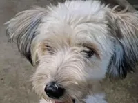 Cachorro raça SRD-ViraLata idade 3 anos nome Bruce