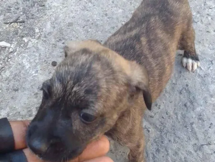 Cachorro raça SRD-ViraLata idade Abaixo de 2 meses nome Amiguinha