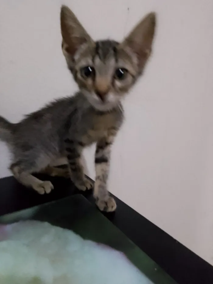 Gato raça SRD-ViraLata idade 2 a 6 meses nome Ainda não tem