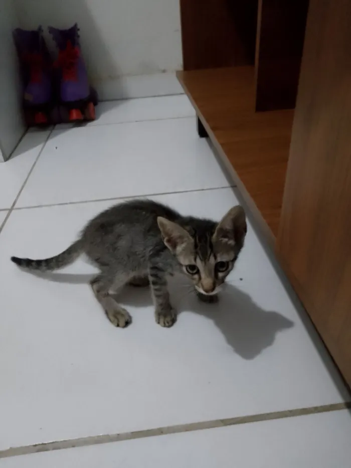 Gato raça SRD-ViraLata idade 2 a 6 meses nome Ainda não tem