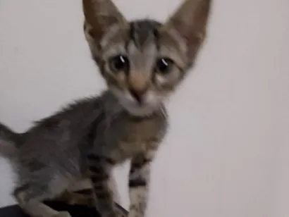 Gato raça SRD-ViraLata idade 2 a 6 meses nome Ainda não tem