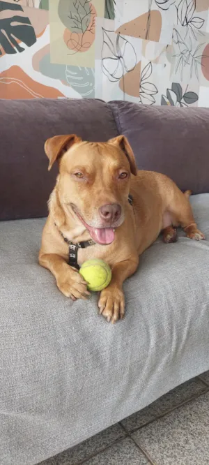 Cachorro raça Pit-Bull idade 3 anos nome Não tem nome