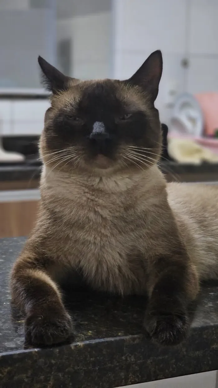 Gato raça Siamês idade 2 anos nome Bartolomeu
