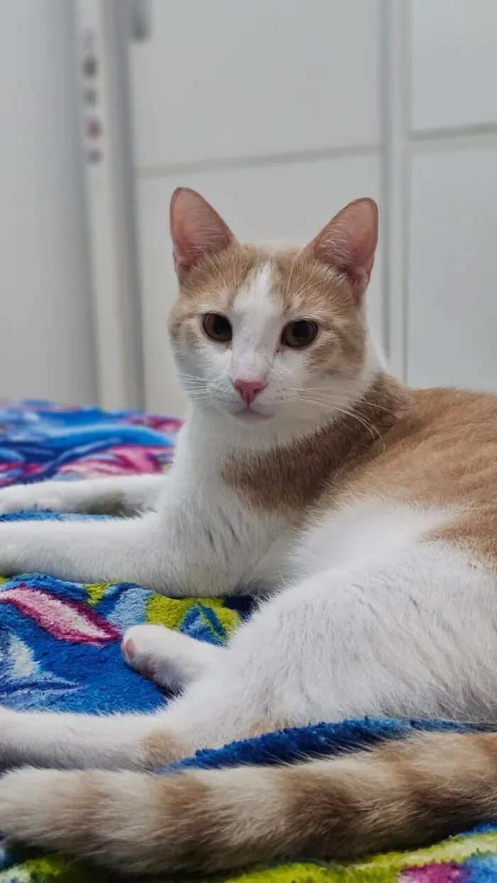 Gato raça SRD-ViraLata idade 2 anos nome Paçoca