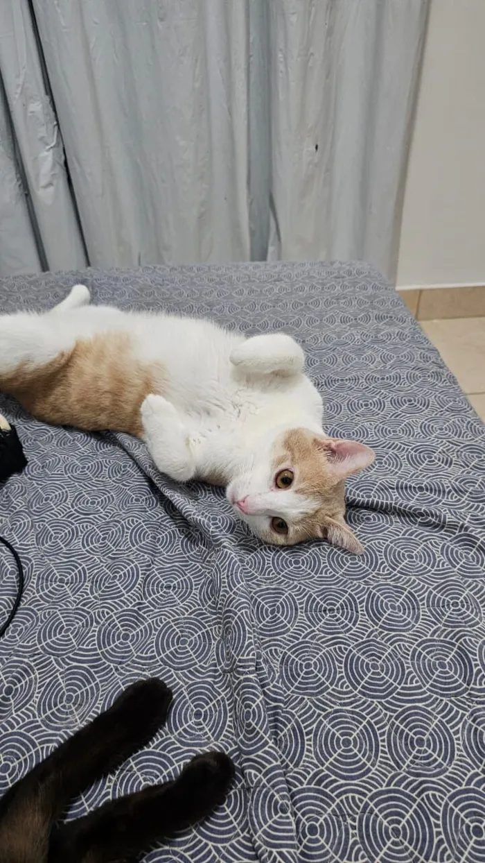 Gato raça SRD-ViraLata idade 2 anos nome Paçoca