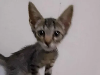 Gato raça SRD-ViraLata idade 2 a 6 meses nome Ainda não tem