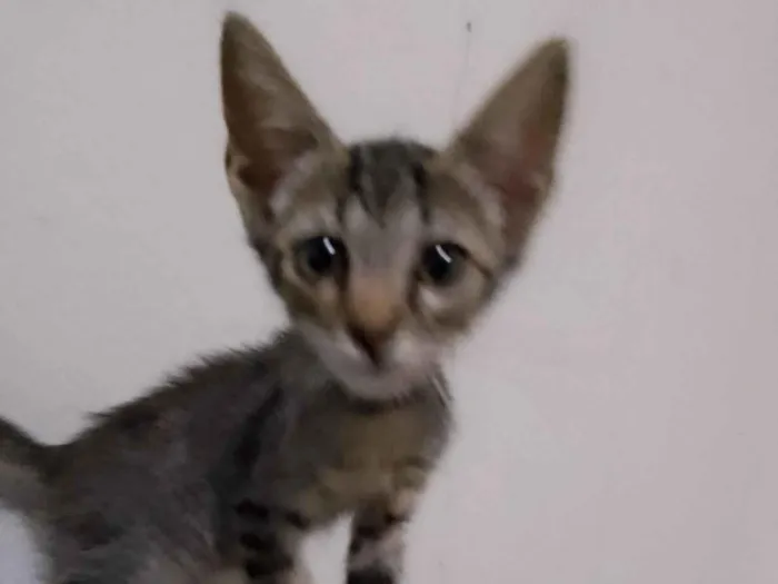 Gato raça SRD-ViraLata idade 2 a 6 meses nome Ainda não tem