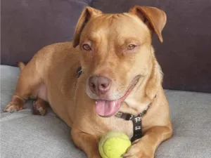 Cachorro raça Pit-Bull idade 3 anos nome Não tem nome