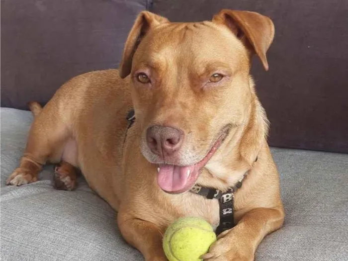 Cachorro raça Pit-Bull idade 3 anos nome Não tem nome