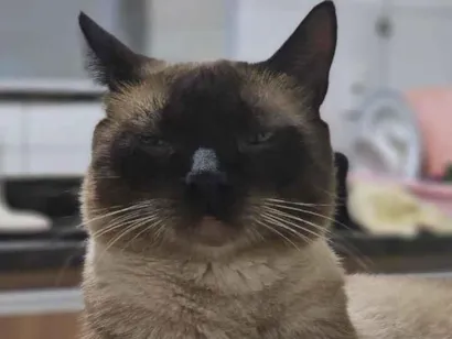 Gato raça Siamês idade 2 anos nome Bartolomeu