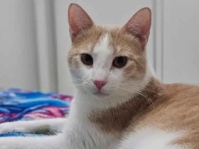 Gato raça SRD-ViraLata idade 2 anos nome Paçoca