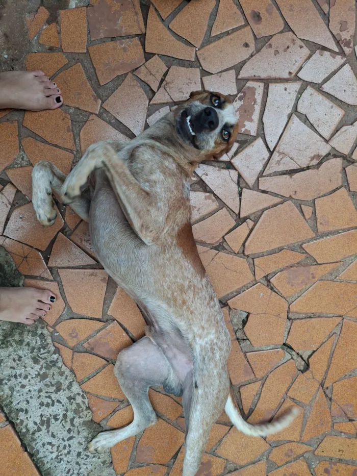 Cachorro raça SRD-ViraLata idade 1 ano nome Loki