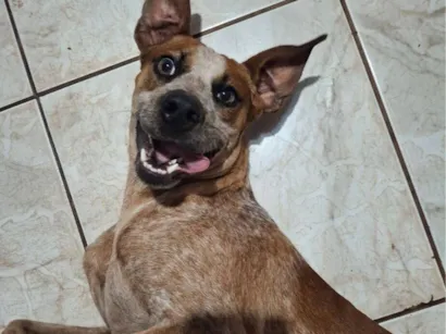 Cachorro raça SRD-ViraLata idade 1 ano nome Loki