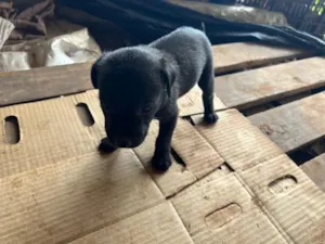 Cachorro raça SRD-ViraLata idade Abaixo de 2 meses nome Filhote 1 - macho preto
