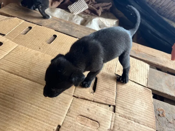 Cachorro raça SRD-ViraLata idade Abaixo de 2 meses nome Filhote 1 - macho preto