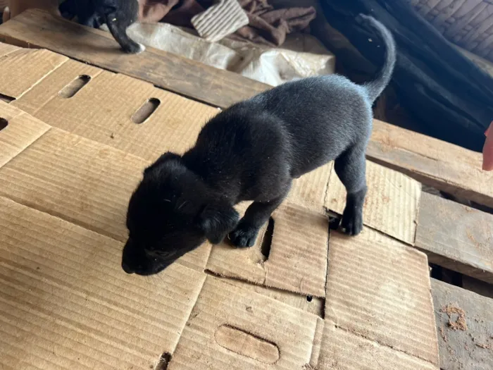 Cachorro raça SRD-ViraLata idade Abaixo de 2 meses nome Filhote 1 - macho preto