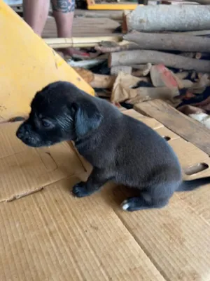 Cachorro raça SRD-ViraLata idade Abaixo de 2 meses nome Filhote 2 - fêmea preta