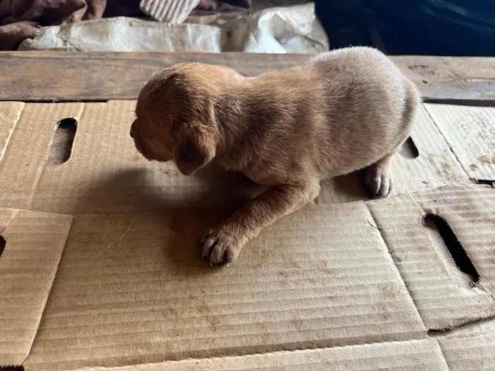 Cachorro raça SRD-ViraLata idade Abaixo de 2 meses nome Filhote 3 - macho caramelo
