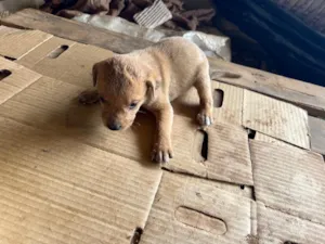 Cachorro raça SRD-ViraLata idade Abaixo de 2 meses nome Filhote 3 - macho caramelo