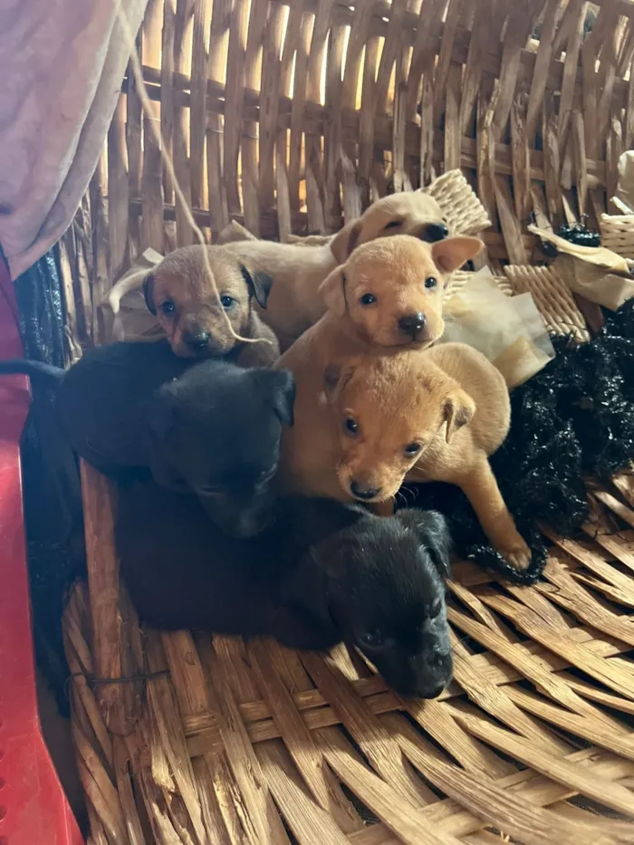 Cachorro raça SRD-ViraLata idade Abaixo de 2 meses nome Filhote 3 - macho caramelo