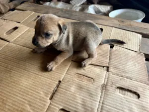 Cachorro raça SRD-ViraLata idade Abaixo de 2 meses nome Filhote 4 - fêmea caramelo 