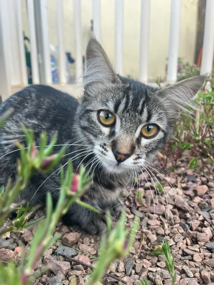 Gato raça SRD-ViraLata idade 2 a 6 meses nome Elie