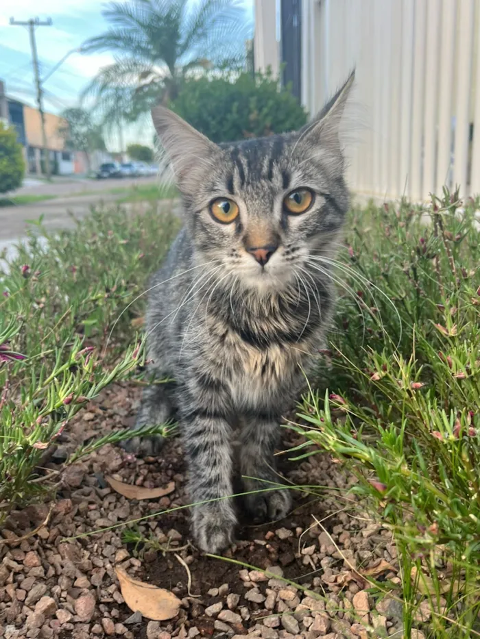 Gato raça SRD-ViraLata idade 2 a 6 meses nome Elie