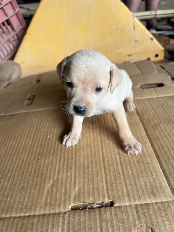 Cachorro raça SRD-ViraLata idade Abaixo de 2 meses nome Filhote 5 - macho caramelo claro