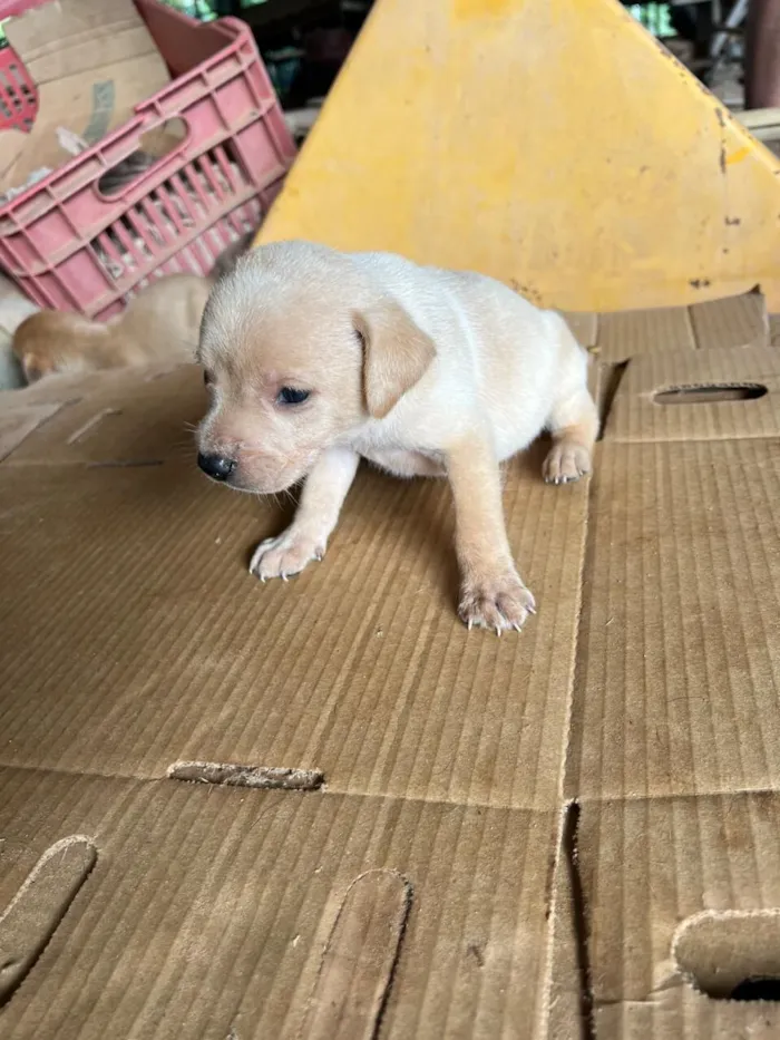 Cachorro raça SRD-ViraLata idade Abaixo de 2 meses nome Filhote 5 - macho caramelo claro