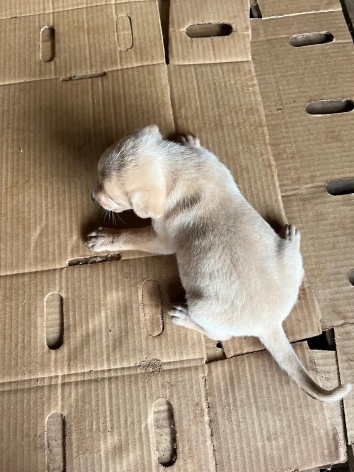 Cachorro raça SRD-ViraLata idade Abaixo de 2 meses nome Filhote 5 - macho caramelo claro