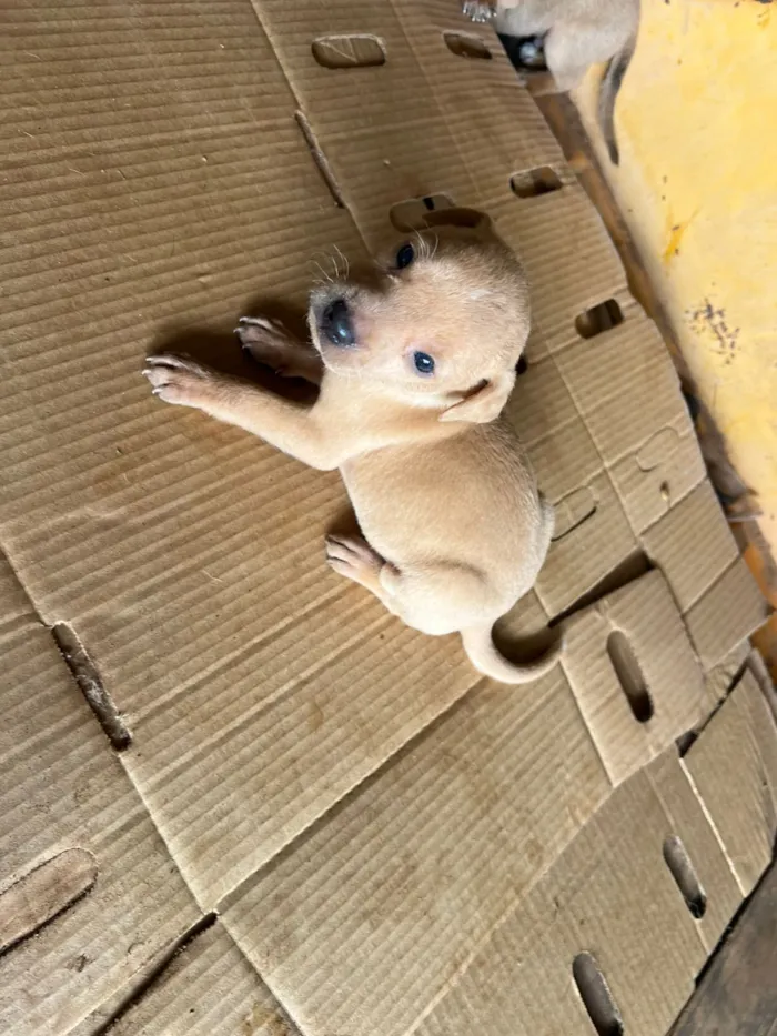 Cachorro raça SRD-ViraLata idade Abaixo de 2 meses nome Filhote 6 - macho caramelo